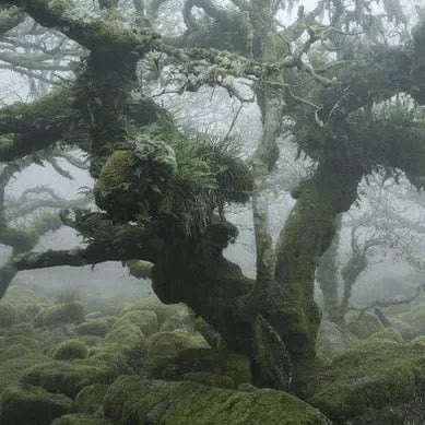 Mystical Woodland